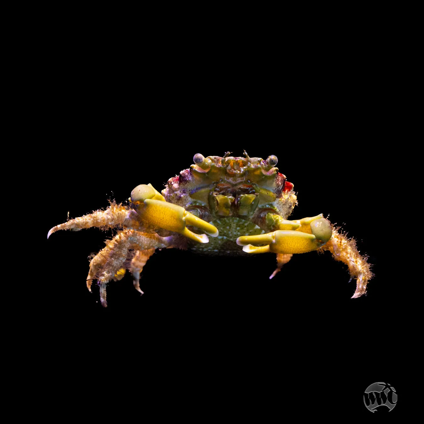 Emerald Crab