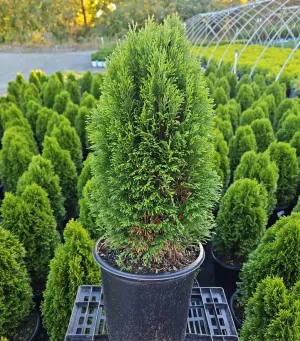 Emerald Petite™ Arborvitae