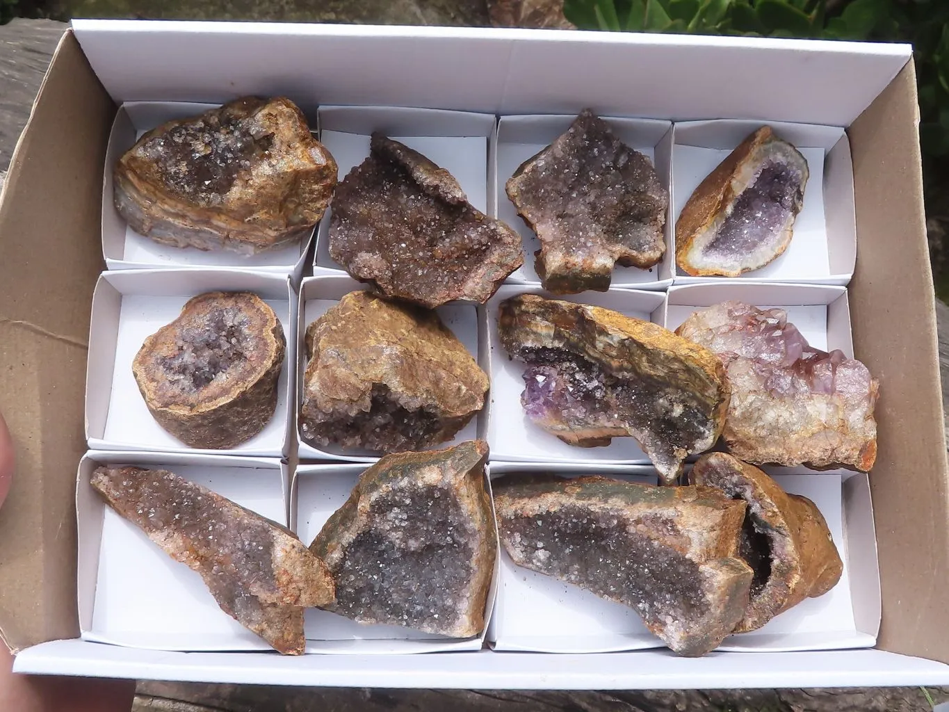 Natural Amethyst In Basalt Geode Specimens x 12 From Zululand, South Africa