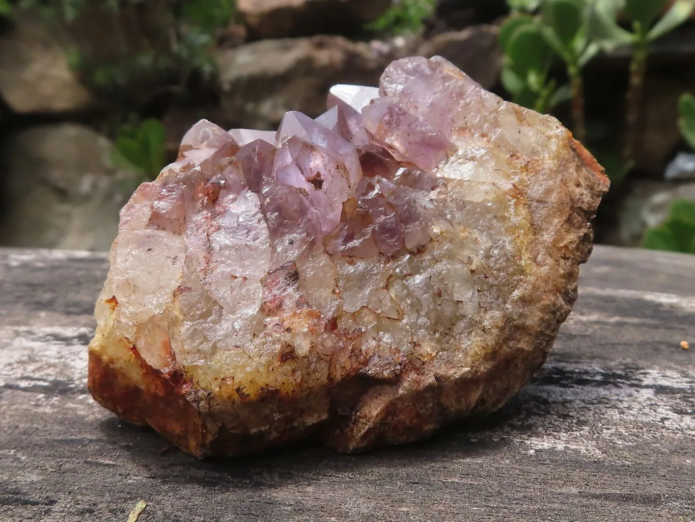 Natural Amethyst In Basalt Geode Specimens x 12 From Zululand, South Africa