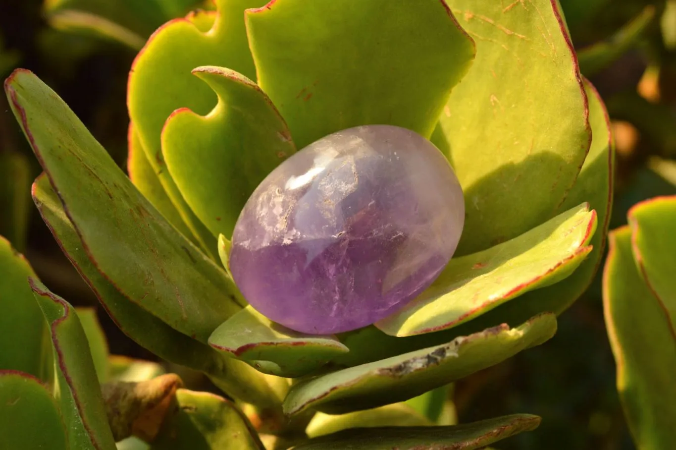 Polished Semi Gemmy Dream Amethyst Galet - Palm Stones x 12 From Madagascar